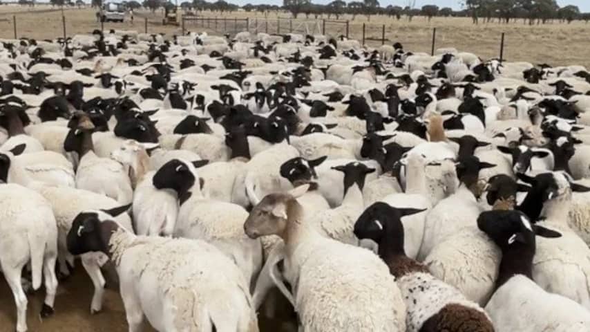 Foto bij Duizenden schapen met miljoenenwaarde gestolen van Australische boerderij