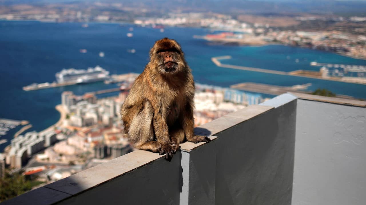 Aapjes in Gibraltar leerden mogelijk aarde eten om tegen snacks te kunnen