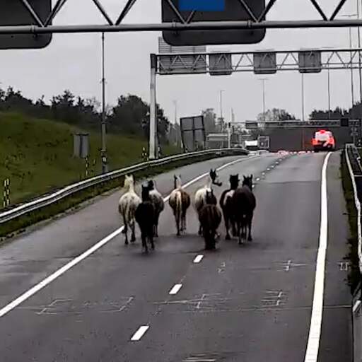 Illustratie bij: Kudde paarden draaft over A9 en zorgt voor tijdelijke afsluiting Wijkertunnel