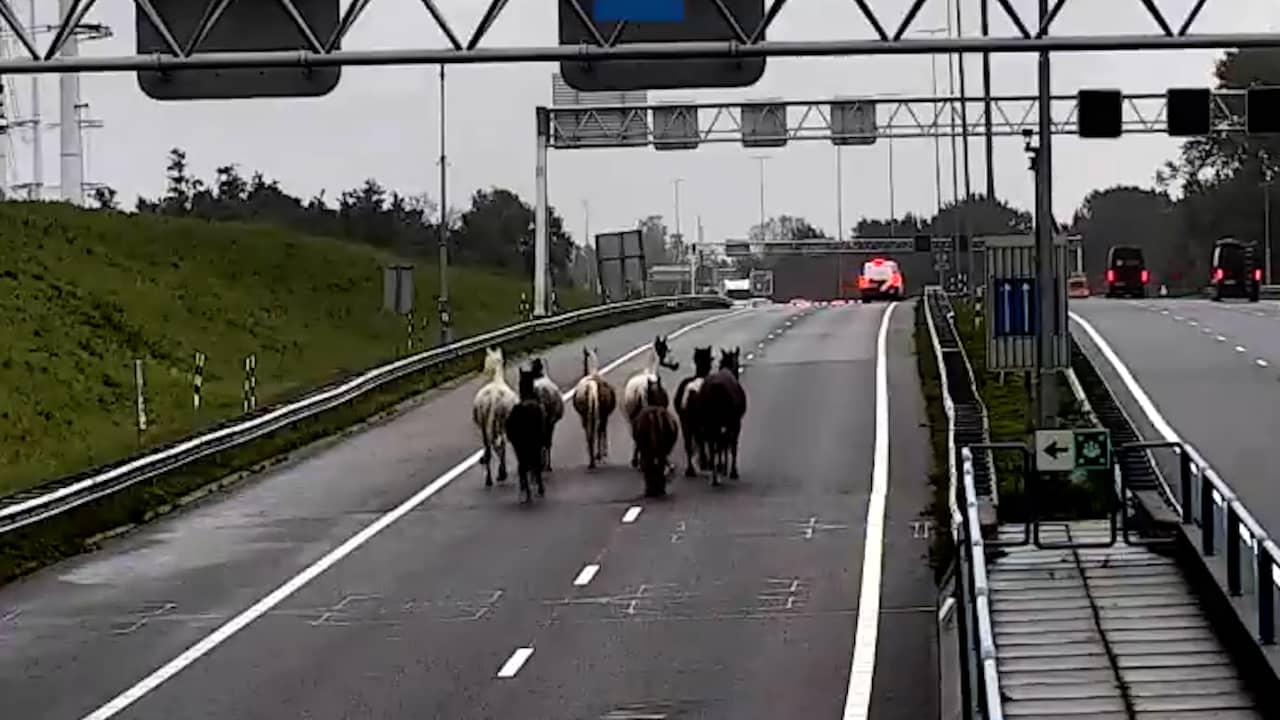 Foto bij Kudde paarden draaft over A9 en zorgt voor tijdelijke afsluiting Wijkertunnel