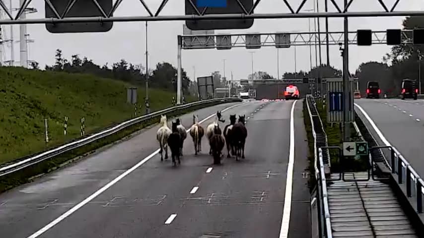 Foto bij Kudde paarden draaft over A9 en zorgt voor tijdelijke afsluiting Wijkertunnel