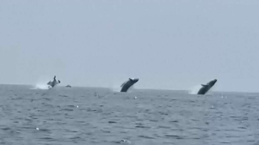Drie walvissen springen synchroon uit het water bij Cape Cod