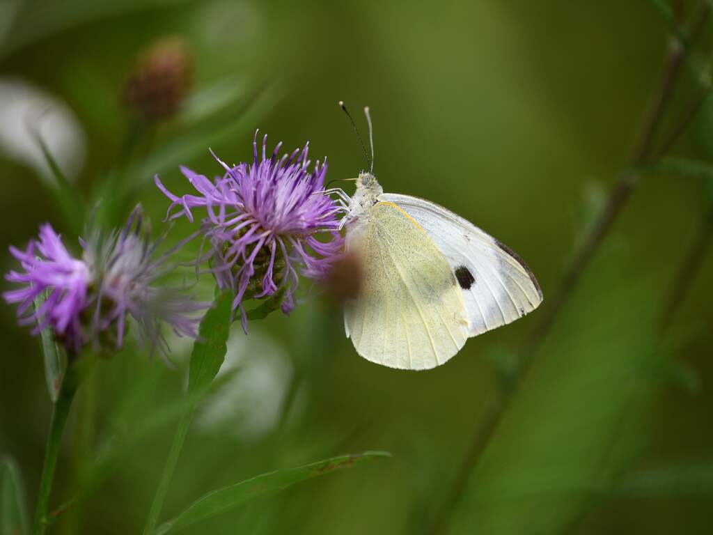Vlinderpopulatie maakt duikvlucht: helft minder dan dertig jaar geleden