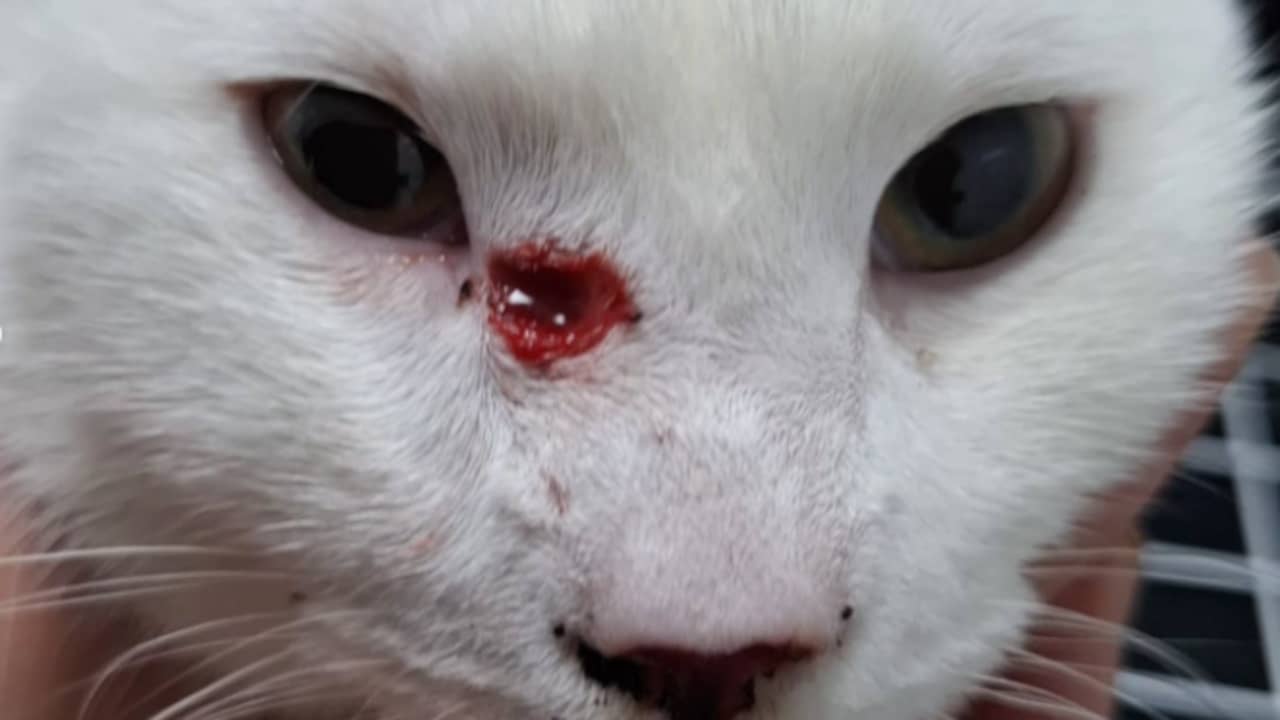 Twee katten in Eindhovense buurt gewond geraakt door pijl uit kruisboog