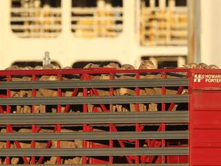 16.000 dieren vast in scheepsruim van 40 graden omdat schip niet kan aanleggen