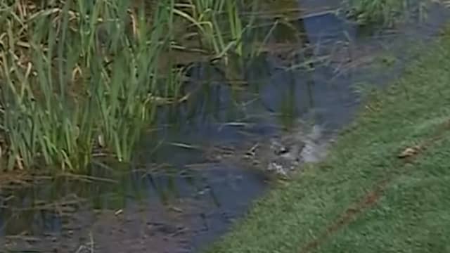 Vis gaat ervandoor met bal van golfer in VS