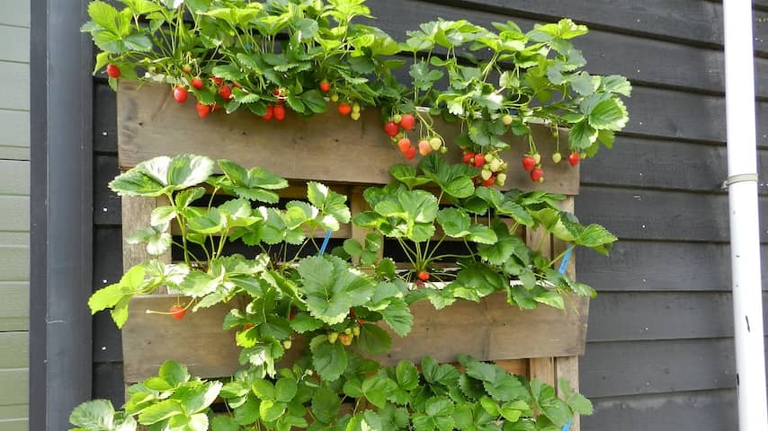 birds eye plant Bird's Eye Hot Chili Pepper Starter Live Plants