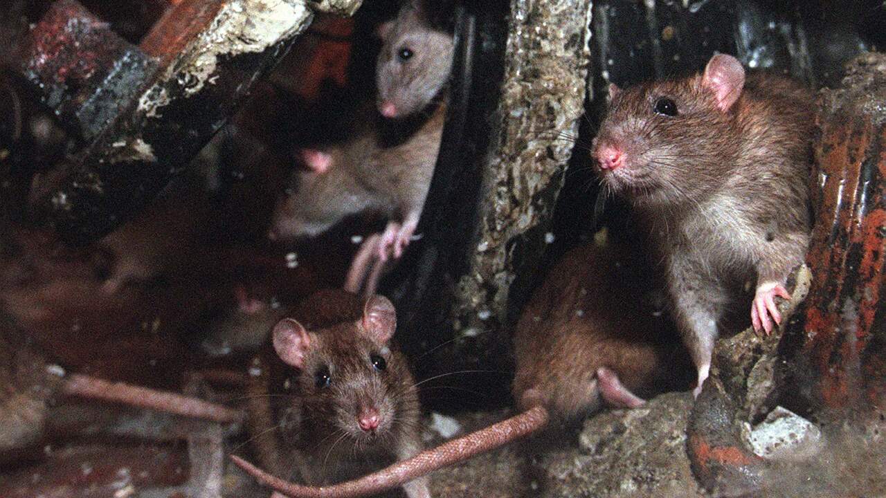 Zwemverbod recreatieplas in Gelderse Slijk-Ewijk om ziekte van Weil