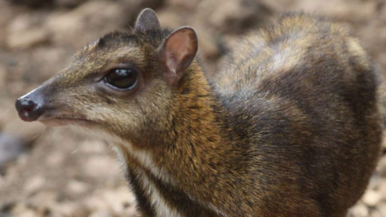 Javaanse Kantjil Voor het eerst kantjil geboren in vogelpark Avifauna | Alphen aan den ...