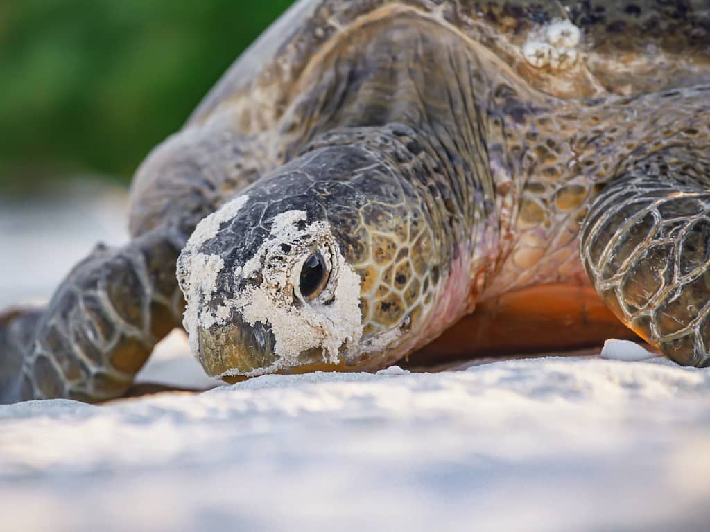 Duizenden ernstig bedreigde schildpadden gered na overstroming Madagaskar