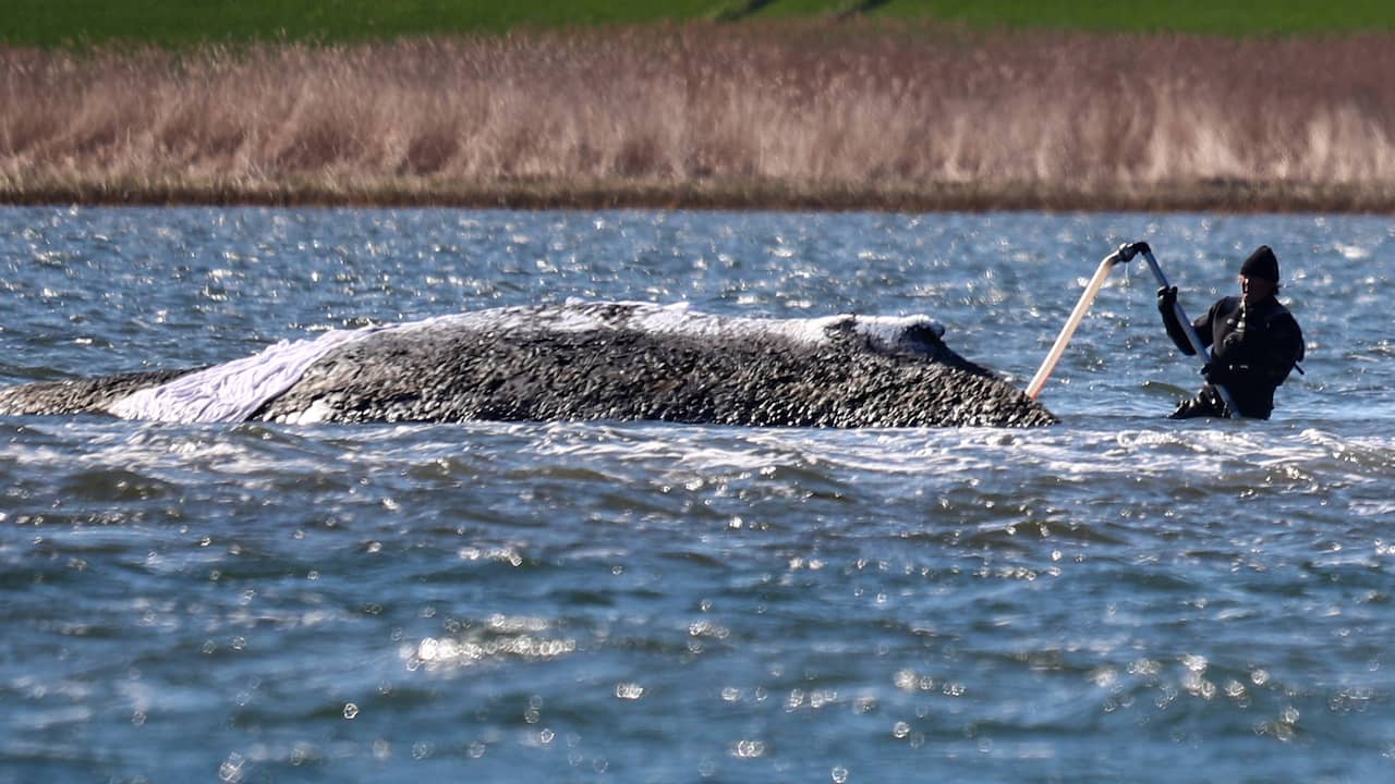 Bultrug Timmy vrijgelaten in Noordzee na wekenlange stranding voor Duitse kust