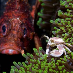 Koraalduivel rukt op en bedreigt biodiversiteit in Middellandse Zee