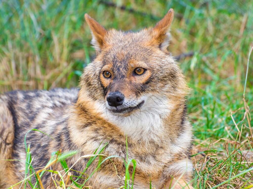 Europese goudjakhals