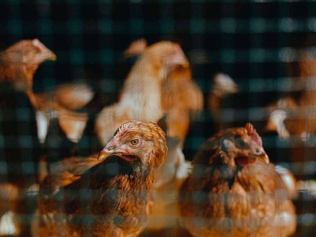 Vogelgriep vastgesteld op pluimveebedrijf Schore, 76.000 kippen geruimd