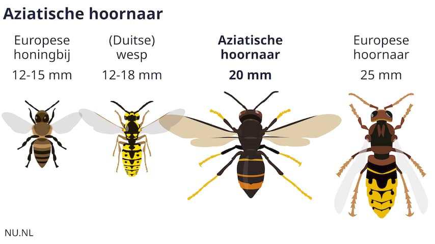 aziatische-hoornaar-nu-in-heel-nederland-in-het-zuiden-niet-meer-uit-te-roeien.jpg