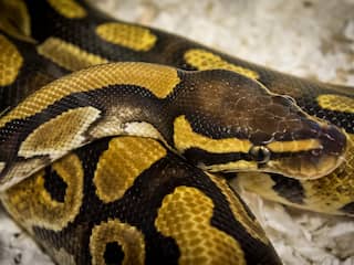 Pythonn Images Python | NU - Het laatste nieuws het eerst op NU.nl