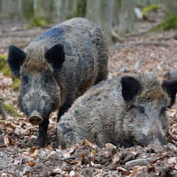 Wilde zwijnen ploegen begraafplaats om in Limburgs Schinnen