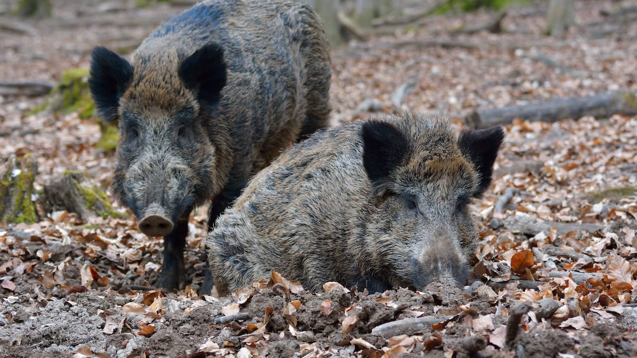 Wilde zwijnen zorgen voor ravage op Limburgse begraafplaats