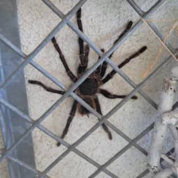 Enschedese vrouw treft vogelspin van 20 centimeter aan in achtertuin
