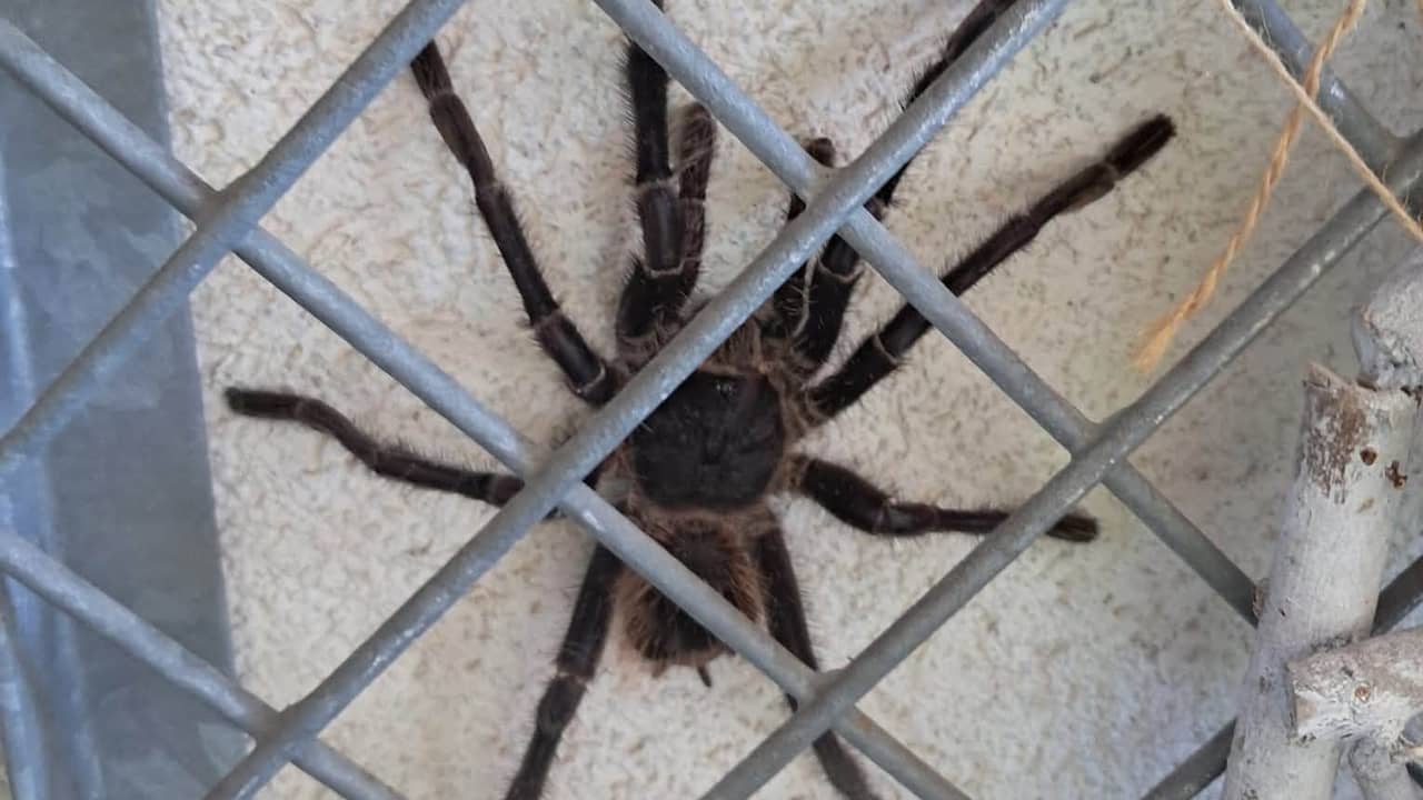 Enschedese vrouw treft vogelspin van 20 centimeter aan in achtertuin