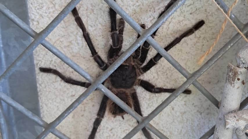 Twentse vrouw treft vogelspin van 20 centimeter aan in achtertuin