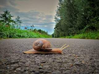 'Om te huilen zo erg', het nijpende kalktekort in de Nederlandse natuur