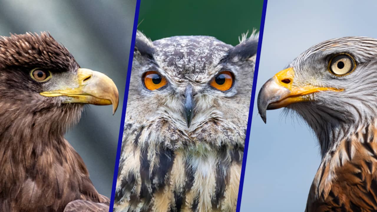 Zeldzame vogels als zeearend, oehoe en wouw doen het goed in Nederland