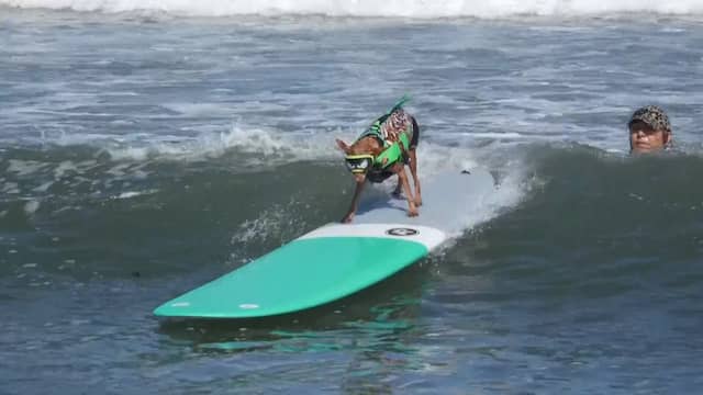 Honden trotseren flinke Californische golven tijdens surftoernooi