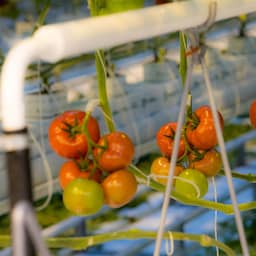 Grote zorgen over 'mogelijk onveilige' tomaten door niet naleven regels