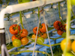 Tomatentelers gaan niet altijd goed om met bestrijdingsmiddelen: 'Zeer zorgelijk'