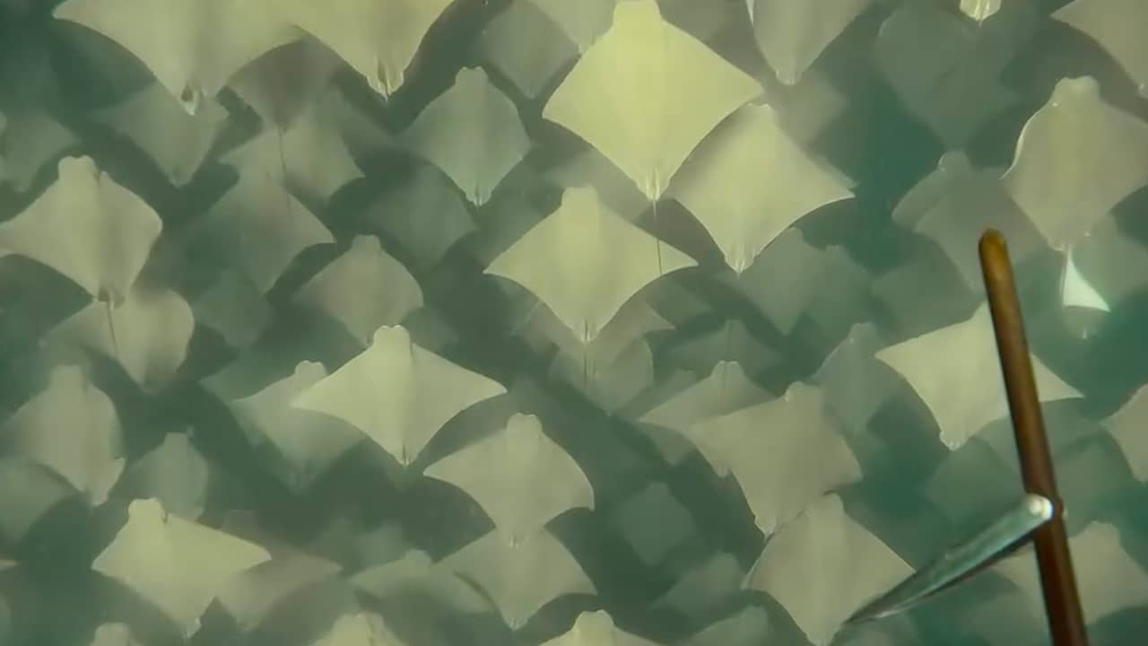 Video | Duiker komt honderden pijlstaartroggen tegen in Australië