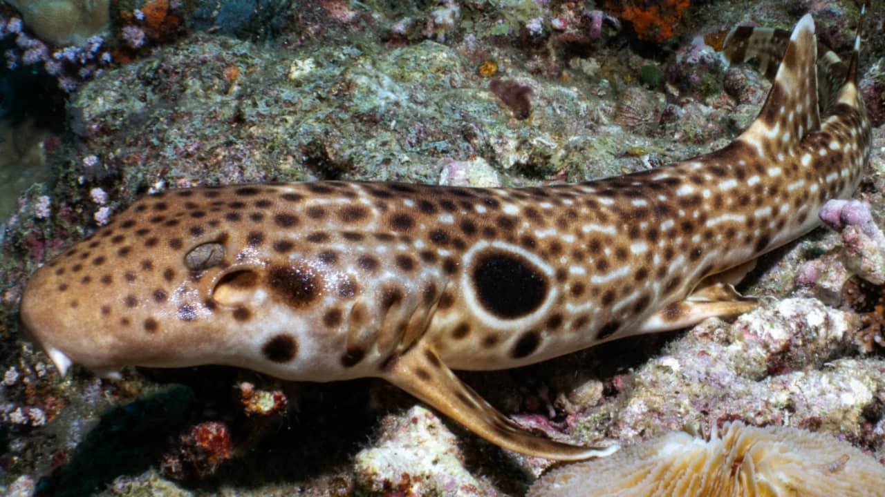 Nieuwe 'wandelende' haaiensoort ontdekt in Papoea-Nieuw-Guinea
