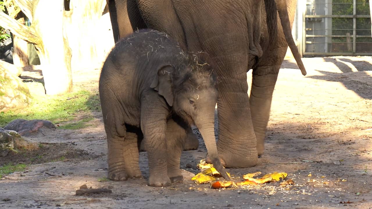 Video | Babyolifant krijgt halloweentraktatie in DierenPark Amersfoort