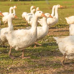 WHO noemt uitbraak vogelgriep een 'pandemie onder dieren'
