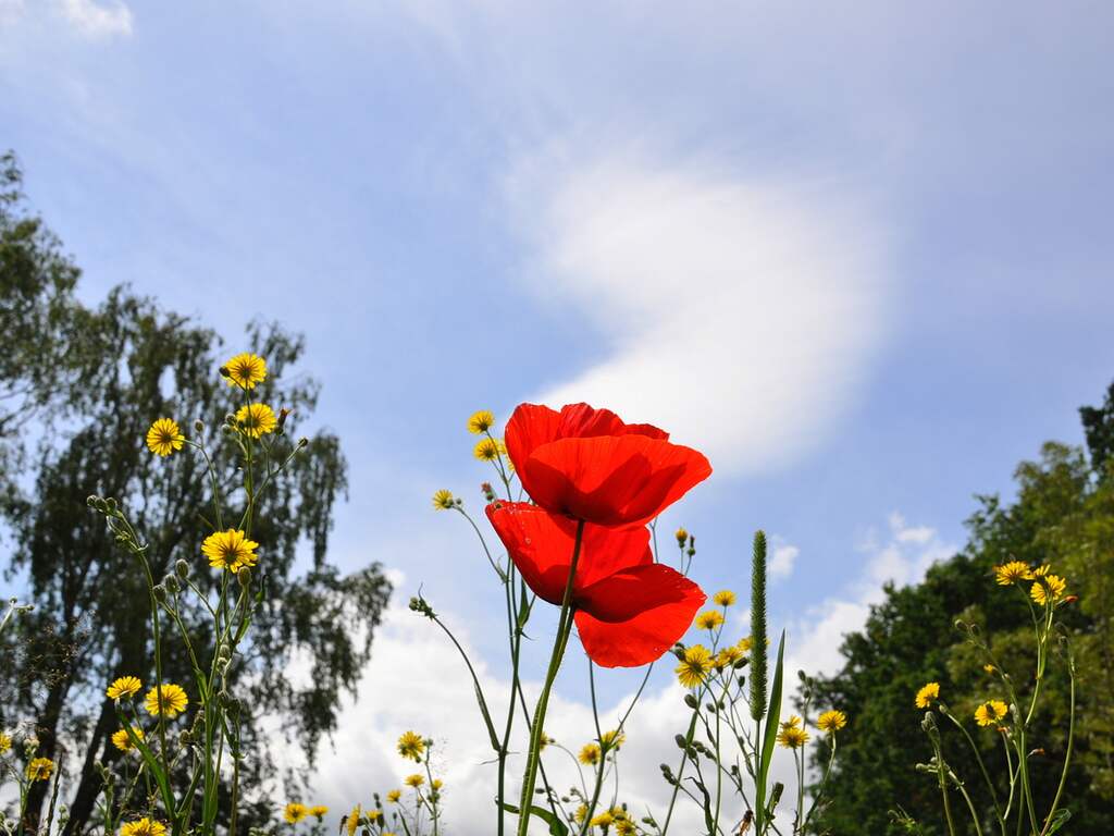 heerlijk zomerweer met zon en wolken