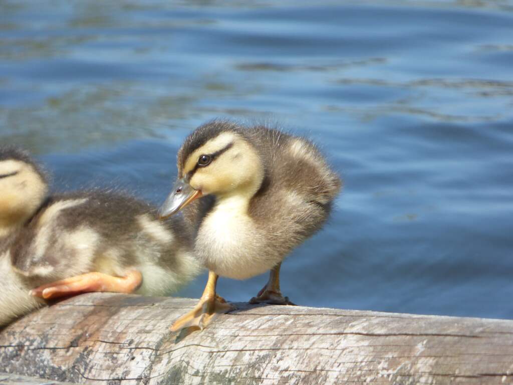 De komende dagen blijft het zonnig en warm.