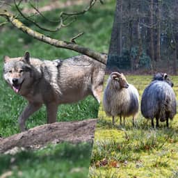 Verreweg meeste schapen die door wolf zijn aangevallen waren slecht beschermd