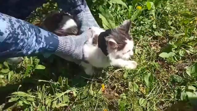 Russische gevangenisbewaarders betrappen kat die drugs smokkelde