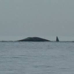 Dode potvis aangetroffen op zandbank voor Zeeuwse kust, mogelijk volgen er meer