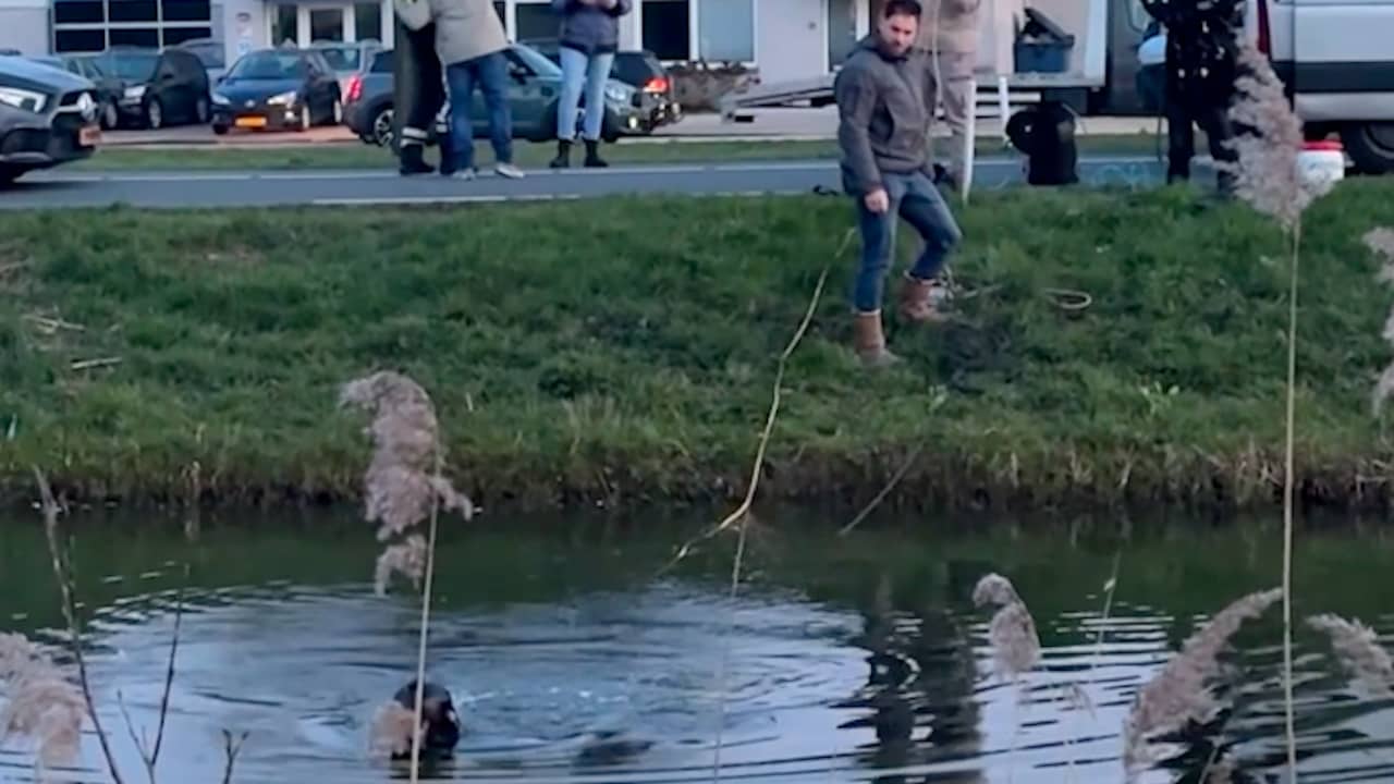 Video | Duikers zoeken vuurwapen na schietpartij in Schoonhoven