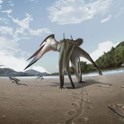 Vliegend reptiel jaagde 100 miljoen jaar geleden op vier poten op prooien