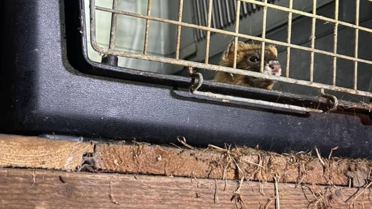 Limburger aangehouden voor verwaarlozen van bijna honderd exotische dieren