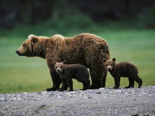 Aantal grote wilde dieren in Europa neemt toe