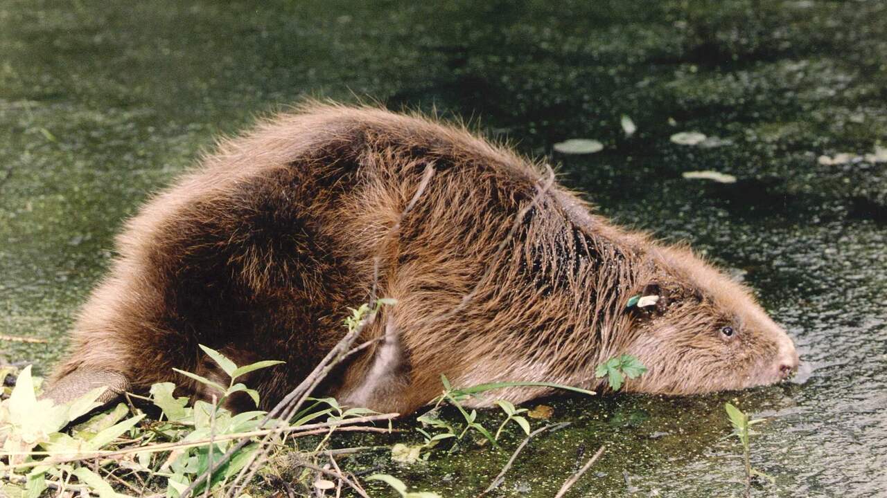 Treinverkeer naar Groningen ontregeld omdat bevers gang onder spoor groeven