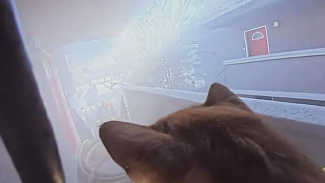 Bodycam filmt reddingsactie van 2 katten uit brandend huis in VS