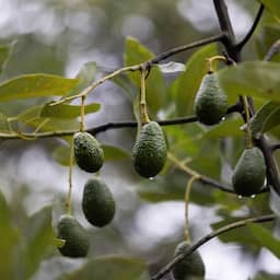 Avocadobloemen veranderen dagelijks van geslacht