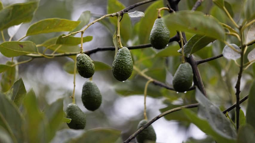 Avocadobloemen veranderen dagelijks geslacht om zelfbevruchting te voorkomen