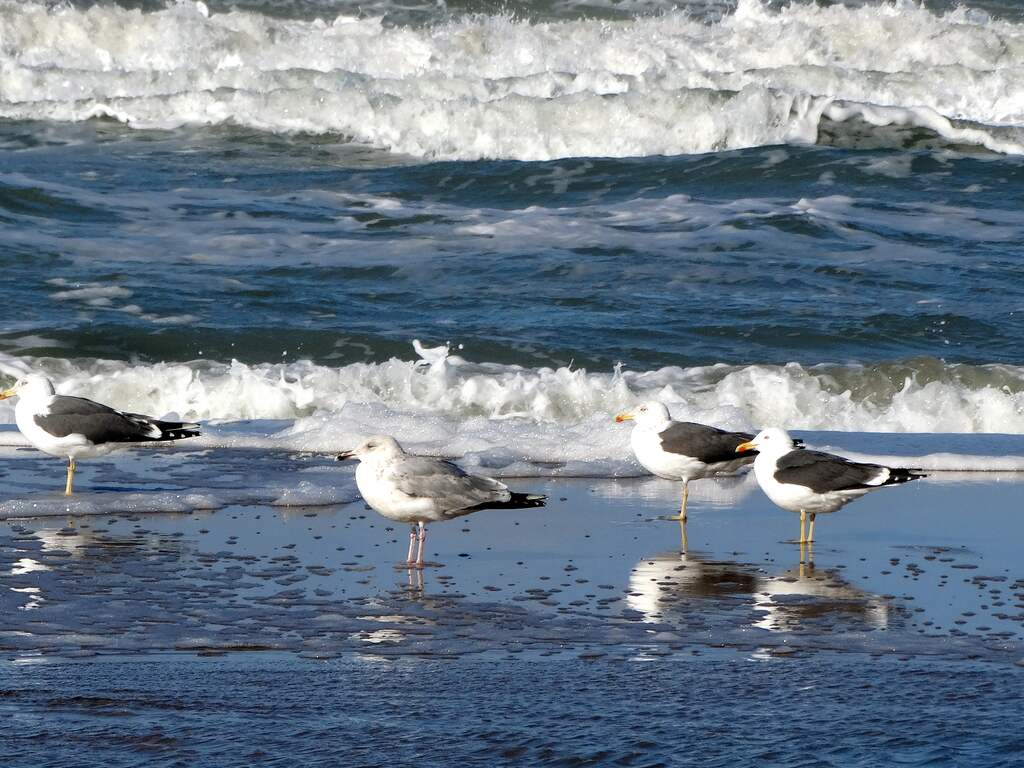 Honderden dode meeuwen bij Zwarte Meer hadden waarschijnlijk vogelgriep