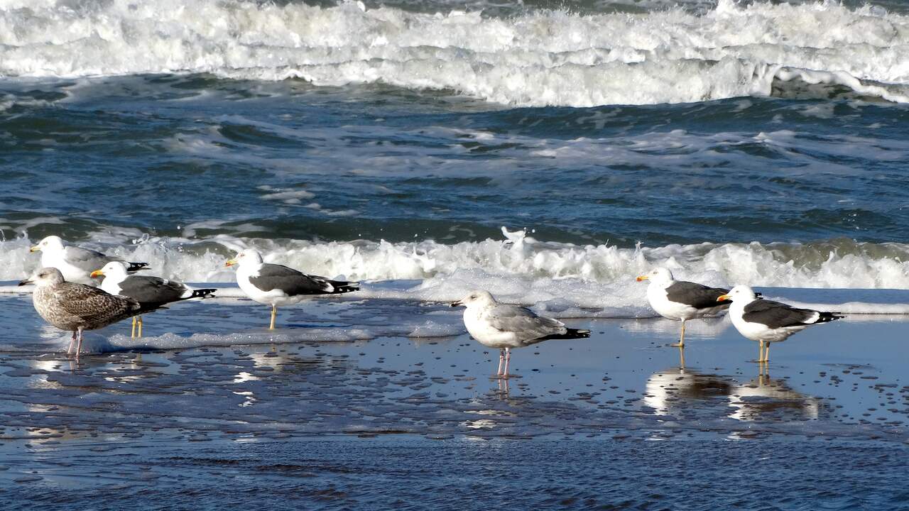 Honderden dode meeuwen bij Zwarte Meer hadden waarschijnlijk vogelgriep
