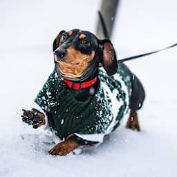 In beeld | Nederland ontwaakt in wit landschap op tweede dag van nieuw jaar